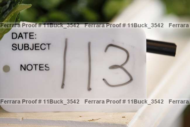 Proof 11buck_3542