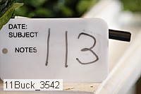 11buck_3542 proof