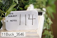 11buck_3546 proof