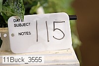 11buck_3555 proof