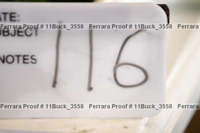 Proof 11buck_3558