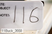 11buck_3558 proof