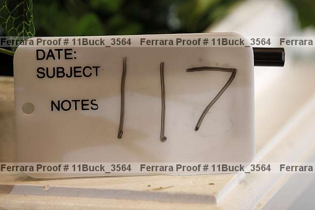 Proof 11buck_3564