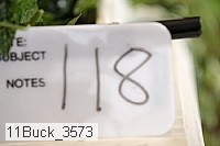 11buck_3573 proof