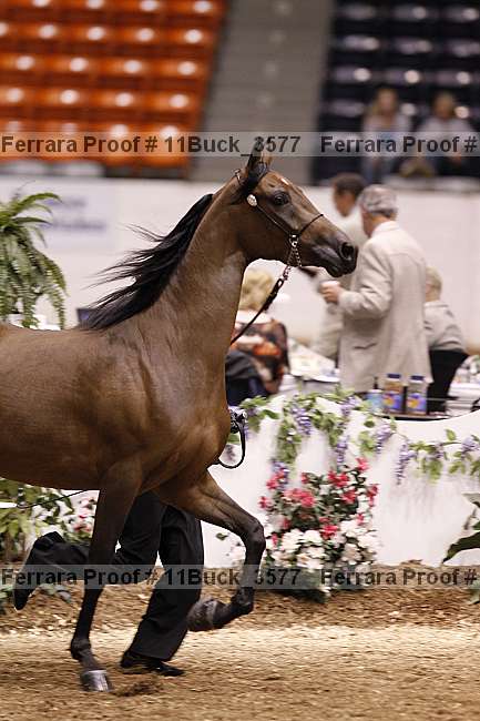 Proof 11buck_3577