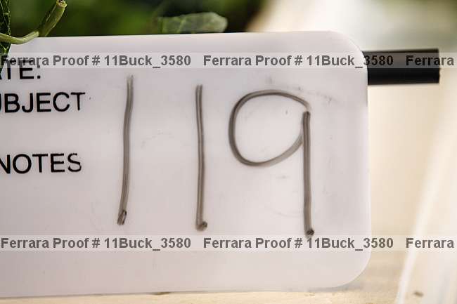 Proof 11buck_3580