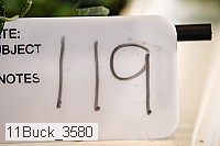 11buck_3580 proof