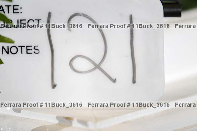 Proof 11buck_3616