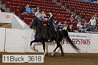 11buck_3618 proof