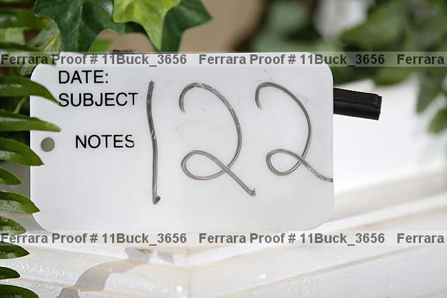 Proof 11buck_3656