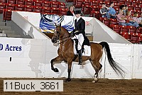 11buck_3661 proof