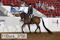 11buck_3758 proof