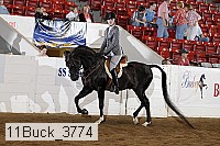 11buck_3774 proof