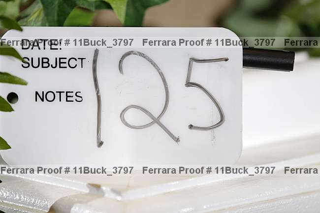 Proof 11buck_3797