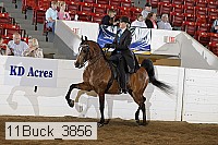 11buck_3856 proof