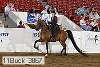 11buck_3867 proof