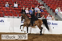 11buck_3879 proof