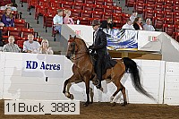 11buck_3883 proof