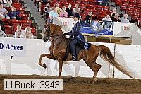 11buck_3943 proof