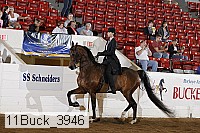 11buck_3946 proof