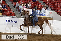 11buck_3951 proof