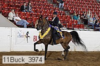 11buck_3974 proof