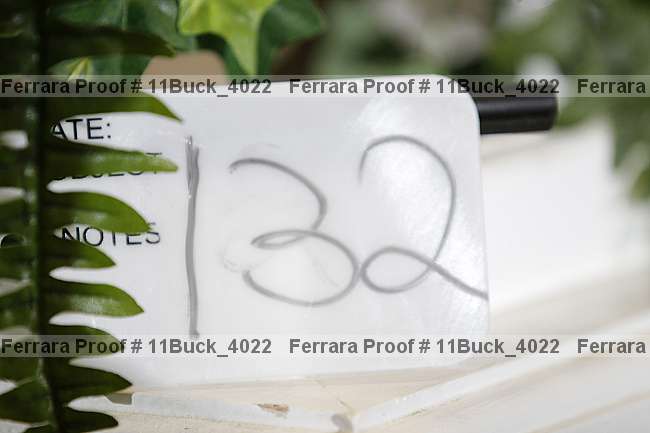 Proof 11buck_4022