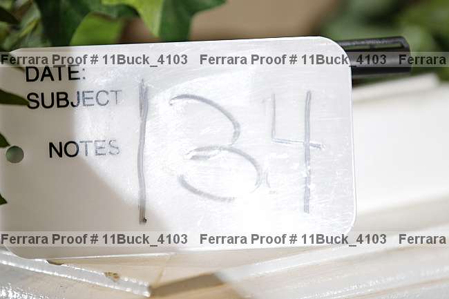 Proof 11buck_4103