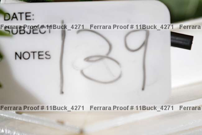 Proof 11buck_4271