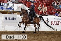 11buck_4433 proof
