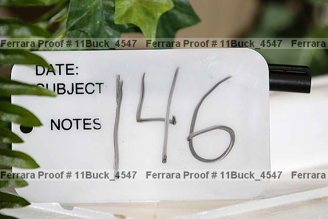 Proof 11buck_4547