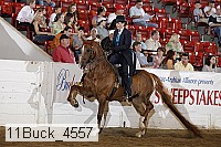11buck_4557 proof