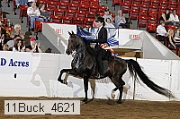 11buck_4621 proof