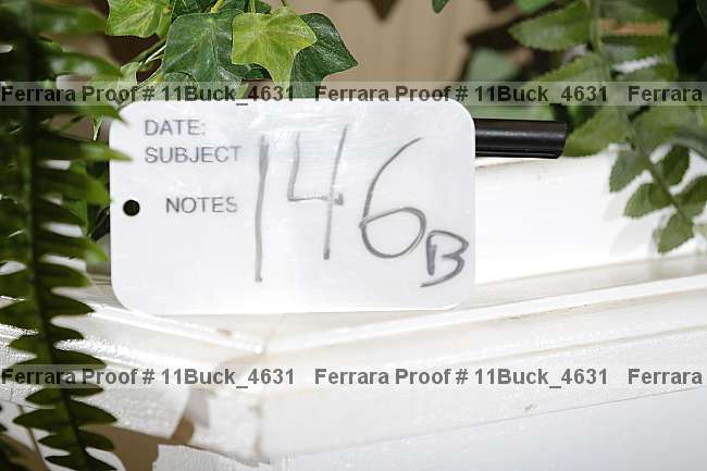 Proof 11buck_4631