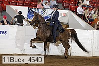 11buck_4640 proof