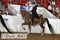 11buck_4643 proof