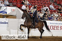 11buck_4647 proof