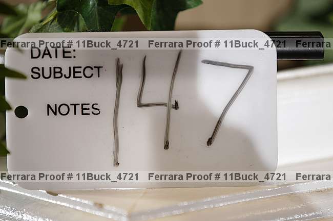 Proof 11buck_4721