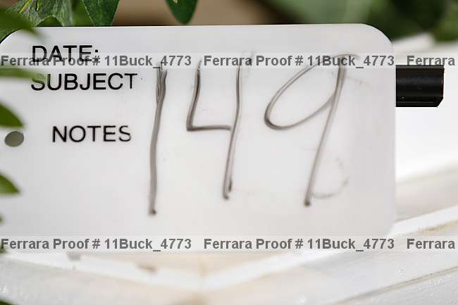 Proof 11buck_4773