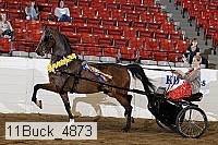 11buck_4873 proof