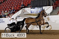11buck_4893 proof
