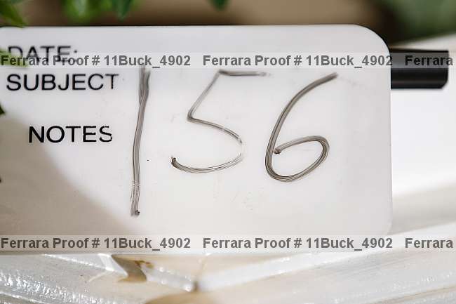 Proof 11buck_4902