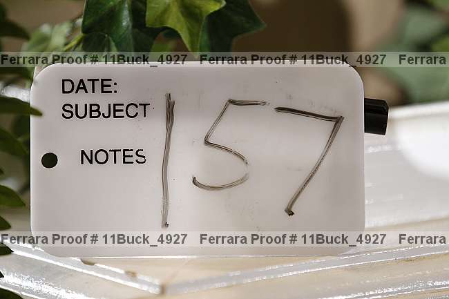 Proof 11buck_4927