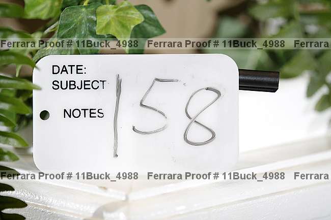 Proof 11buck_4988