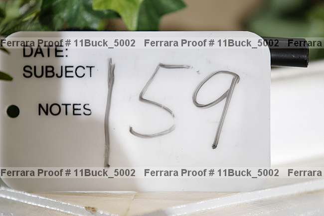 Proof 11buck_5002