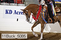 11buck_5085 proof