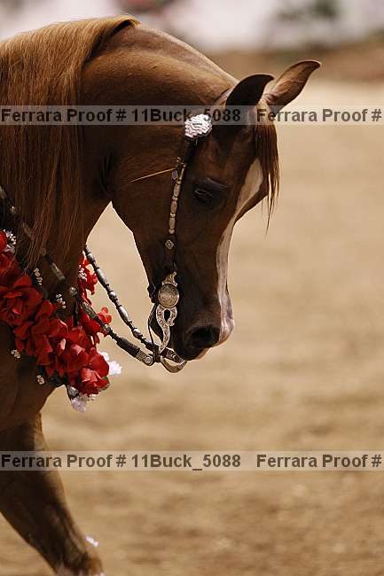 Proof 11buck_5088