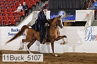 11buck_5107 proof