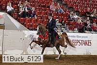 11buck_5129 proof