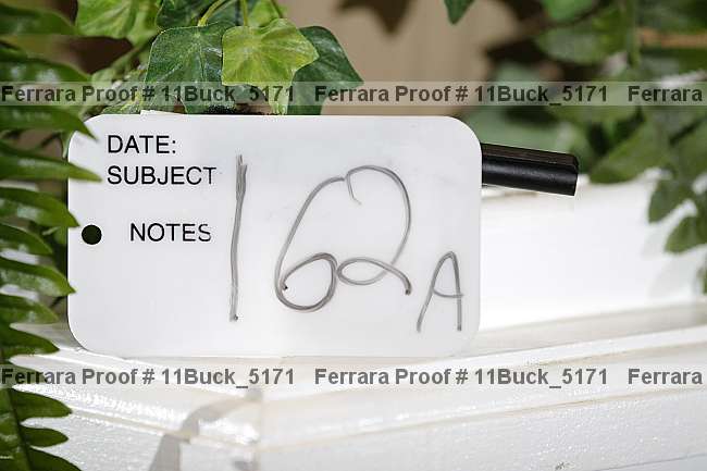 Proof 11buck_5171